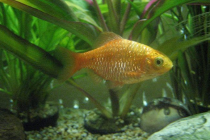 Ogień barbus: resident aquarium Ogień barbus: resident aquarium